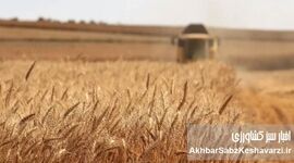 گندم آبی و دیم در ایران؛ بیمه فراگیر با سود 50درصدافزایشی