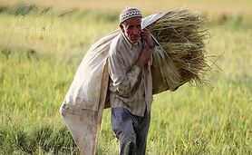 محصولات کشاورزی تولید داخل، همچنان فرزندان ناتنی اقتصاد ایران

