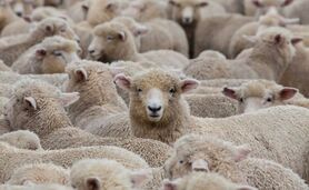 ‌دام سبک صنعتی، راه‌حلی برای تولید پایدار و اقتصادی‌

