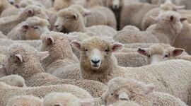 ‌دام سبک صنعتی، راه‌حلی برای تولید پایدار و اقتصادی‌

