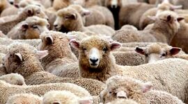 ‌دام سبک صنعتی، راه‌حلی برای تولید پایدار و اقتصادی‌

