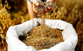 تحول مفهومی امنیت غذایی و حق غذا در ادبیات جهانی فائو

