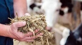 جیره جایگزین؛ چطور با پسماندهای کشاورزی هزینه خوراک دام را نصف کنیم؟