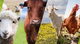 نقش راهبردی فائو در توسعه پایدار صنعت دام و طیور ایران