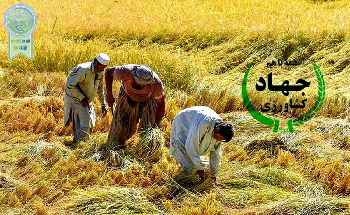 جهاد کشاورزی در آستانه انتخابات

