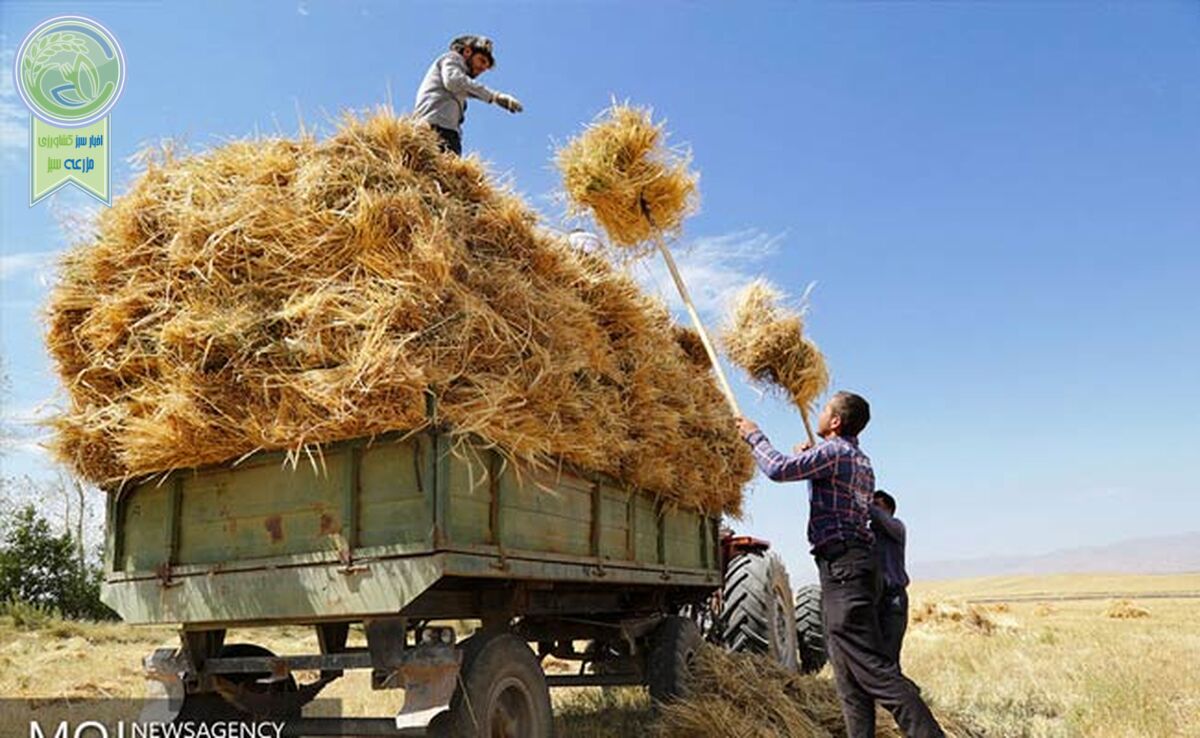 برخلاف ادعای وزیر، مطالبات گندمکاران پرداخت نشده است

