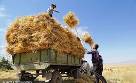 برخلاف ادعای وزیر، مطالبات گندمکاران پرداخت نشده است

