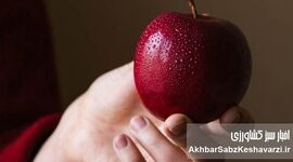 بوییدن سیب موجب کاهش فشار خون می‌شود