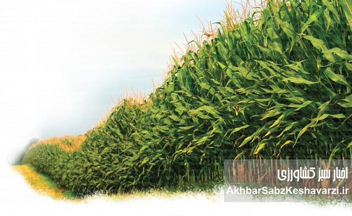 راهنمای جامع کشت ذرت: چگونه گرما می‌تواند به محصول شما آسیب بزند؟