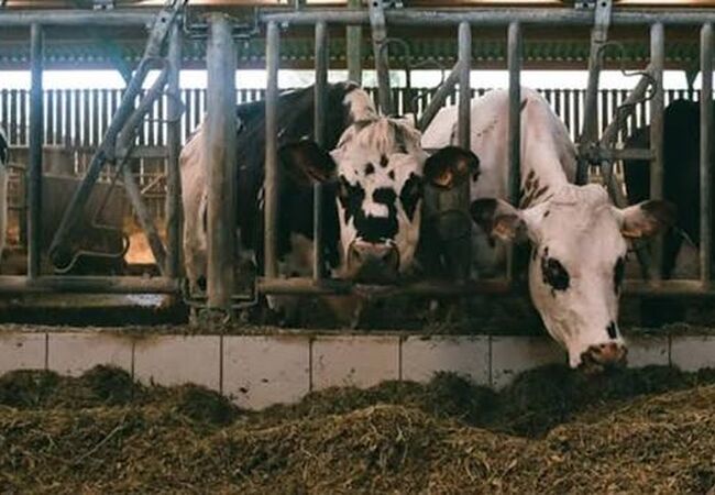 چرا پاییز فصل افزایش بیماری‌های تنفسی در دام است؟