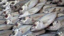 درخواست صدور مجوز صادراتی ماهی زنده به عراق

