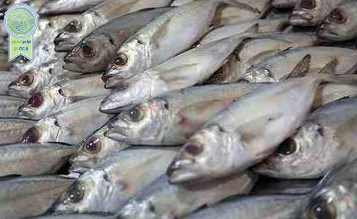 درخواست صدور مجوز صادراتی ماهی زنده به عراق

