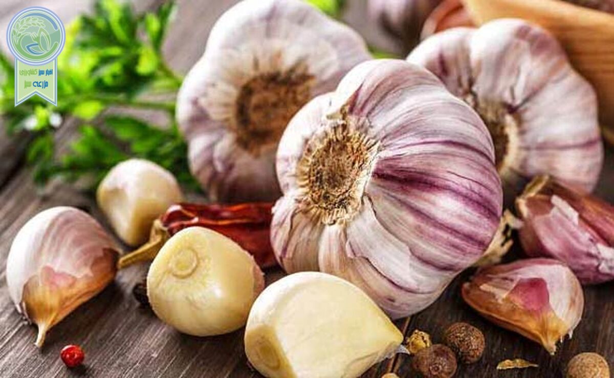 آشنایی با مواد مؤثره و خواص گیاه دارویی سیر
