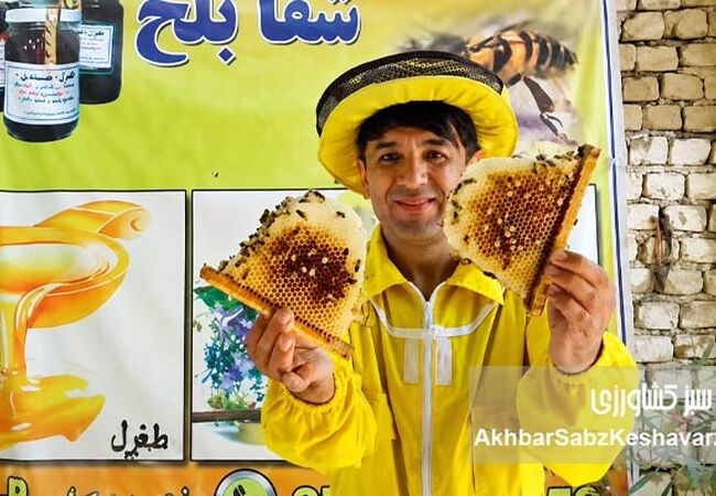 زنبورداری افغانستان در پیچ وخم مشکلات ولی زنده+کلیپ