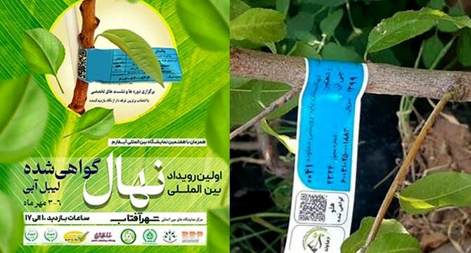 نمودی دیگر از بلوغ و شکوفایی آیفارم

