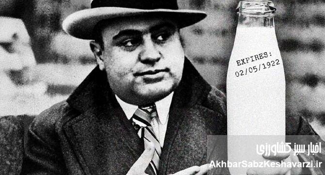 آیا تاریخ انقضای شیر کار آل کاپون بود؟ راز عجیب مافیای شیکاگو
