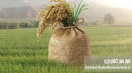 نوآوری‌ها در کشت برنج: راهی نوین برای تضمین غذای جهانی