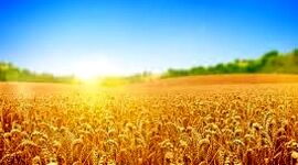 برنامه ملی کانادا برای حل مشکلات کشاورزی