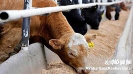 نبود غذای دام باز هم داد نمایندگان را در آورد