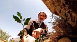 احیای 2000 هکتار جنگل توسط مردی 80 ساله در ایران+ ویدئو

