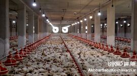  اعتراض نمادین مرغداران شیراز به بحران توزیع نهاده‌ها