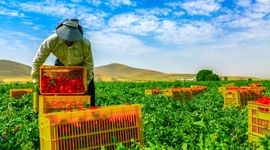 چرا طرح کشاورزی قراردادی در ایران موفق نبود؟


