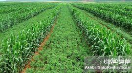 اصلاح الگوی کشت؛ قانونی ۵۴ ساله، بحرانی امروزه و تصمیم‌هایی که هنوز گرفته نشده‌اند