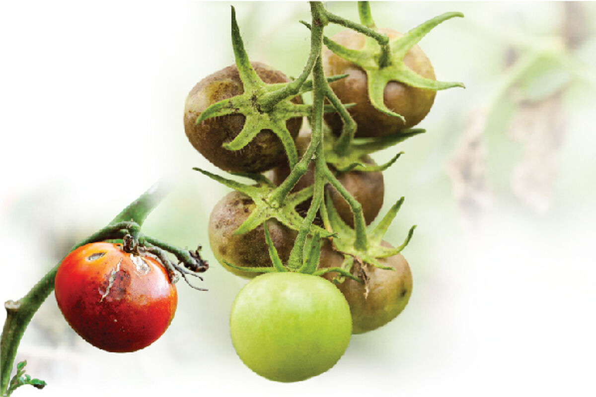 چگونه از سوختگی گوجه‌فرنگی جلوگیری کنیم؟