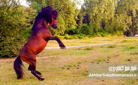 غفلت سازمان تات؛ زنگ خطر برای نجات اسبچه خزر