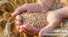 تثبیت نرخ ارز واردات گندم در ۲۸۵۰۰؛ جزئیات جدید

