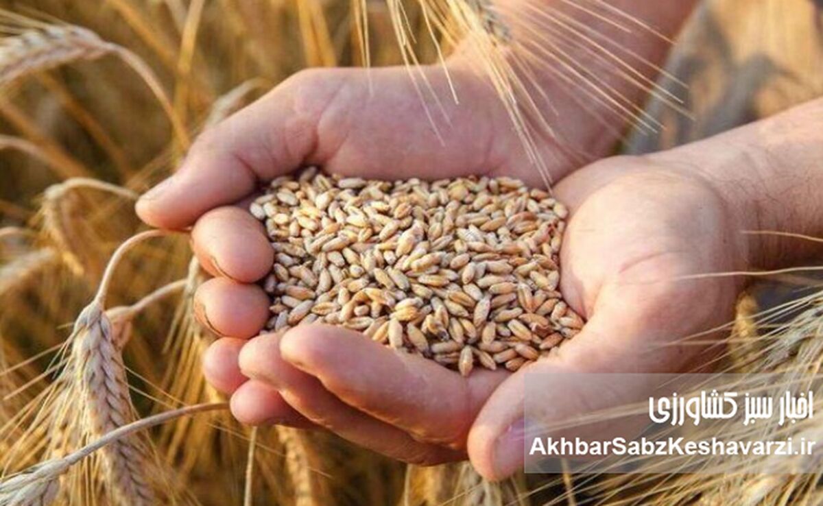 تثبیت نرخ ارز واردات گندم در ۲۸۵۰۰؛ جزئیات جدید

