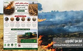 سوزاندن بقایای گیاهی؛ تهدید پنهان برای خاک، هوا و سلامت+اینفوگرافی 
