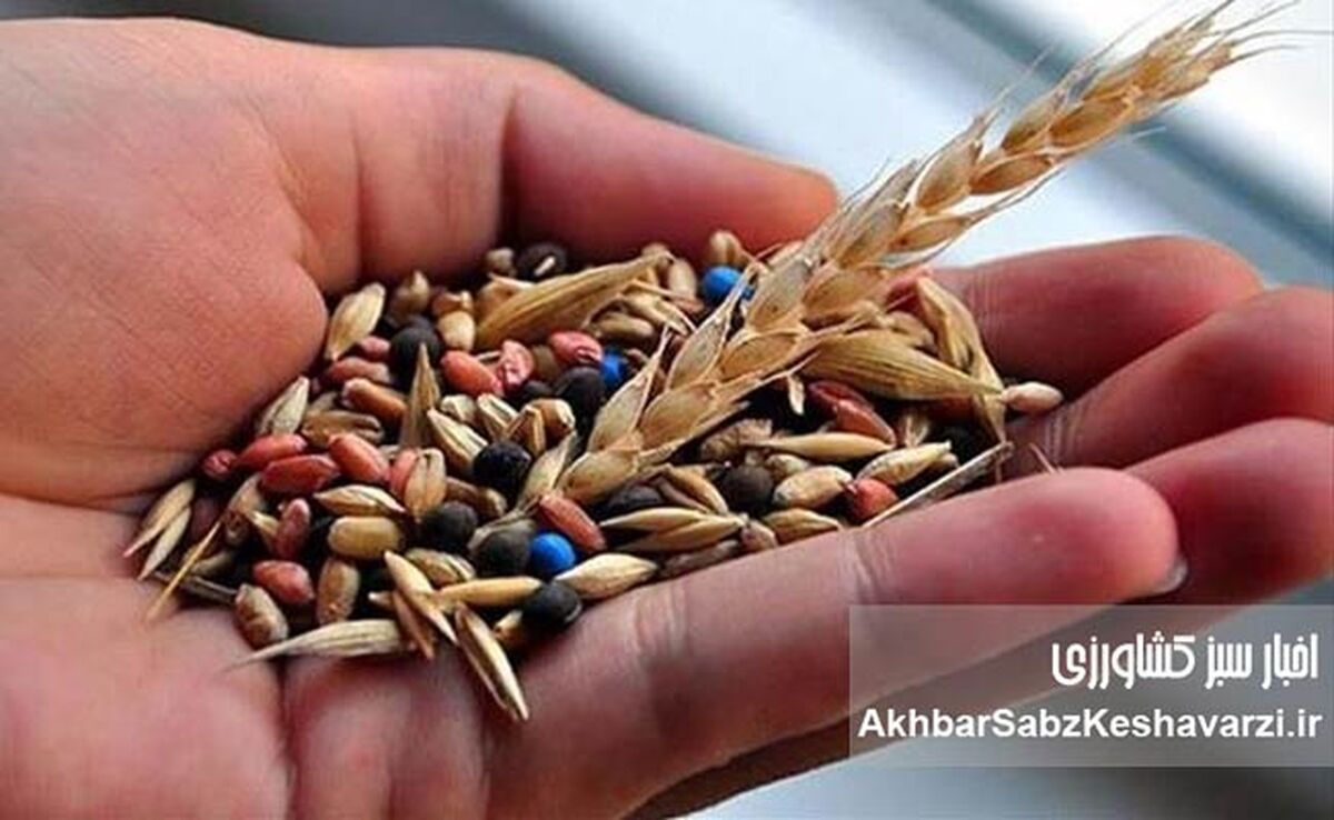 بذرهای بومی؛ سرمایه خاموش کشاورزی ایران در عصر بحران آب