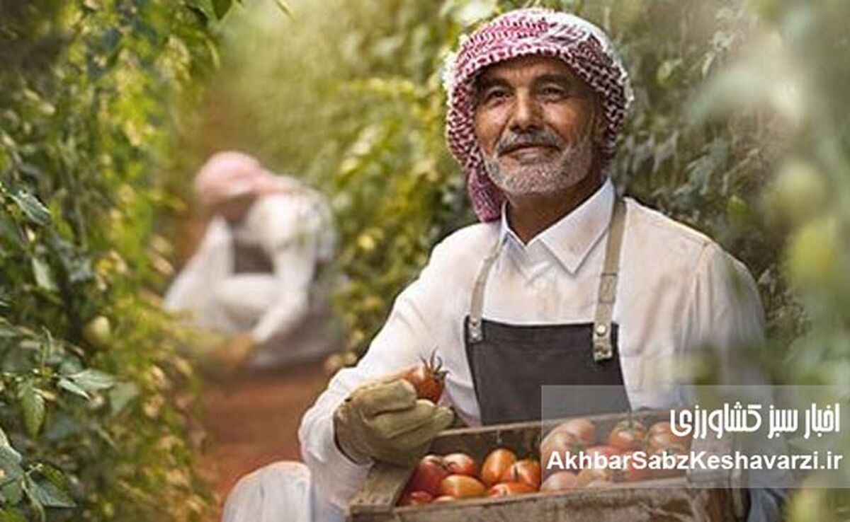 تحول شگفت‌انگیز در دل کویر: چگونه کشاورزی عربستان سعودی دگرگون شد؟
