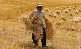قیمت خرید تضمینی گندم از ۲۵ هزار تومان کمتر نباشد

