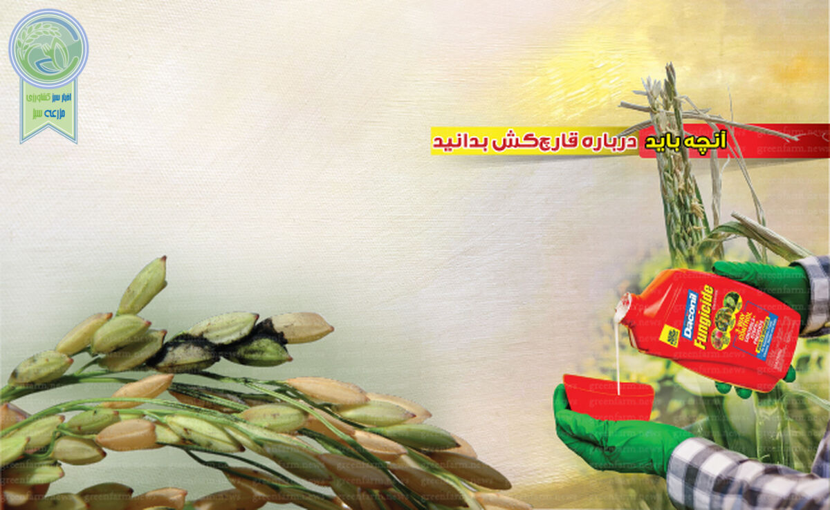 آنچه باید درباره قارچ‌کش‌ بدانید+ اینفوگرافی 

