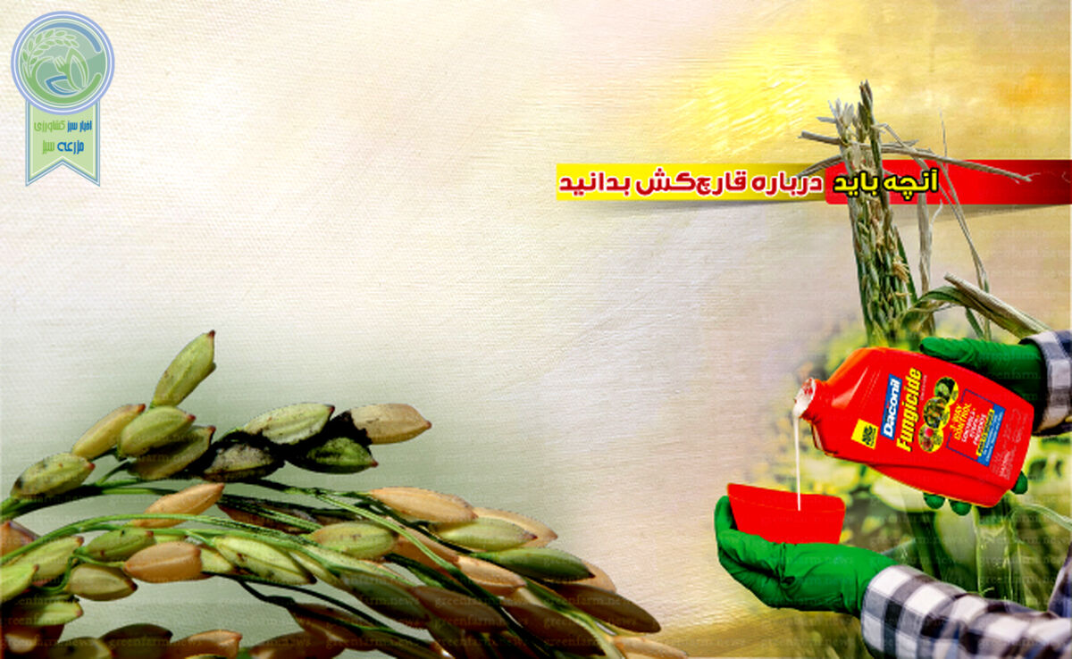 آنچه باید درباره قارچ‌کش‌ بدانید+ اینفوگرافی 

