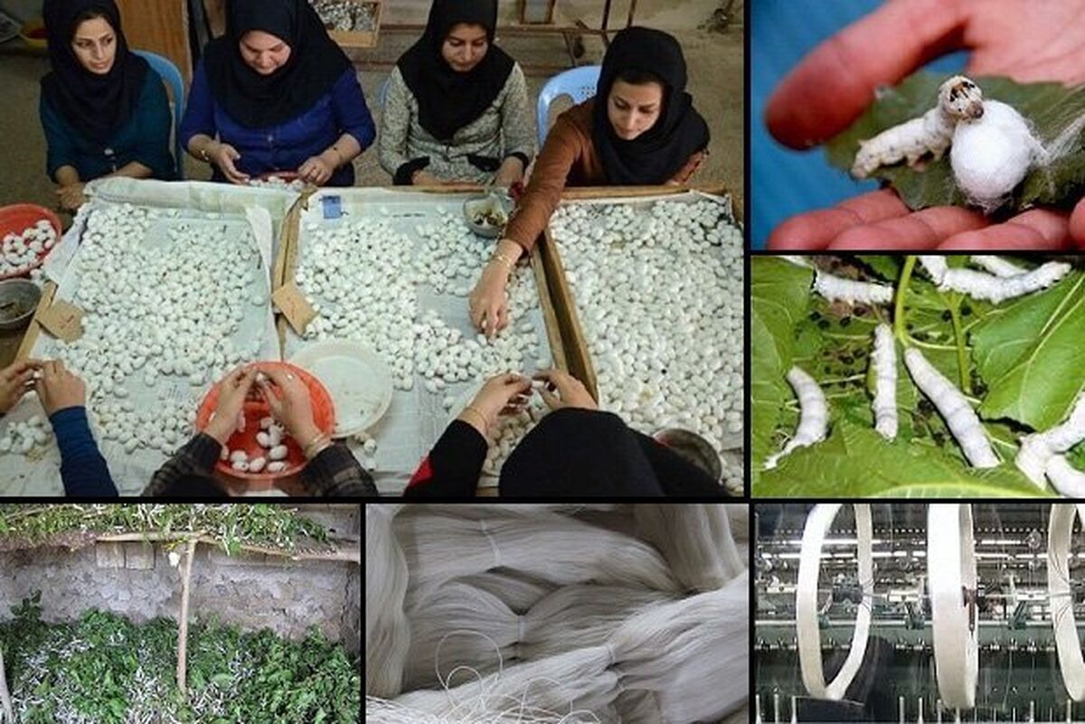 بررسی سودآوری صنعت نوغانداری؛ آیا پرورش کرم ابریشم هنوز صرفه اقتصادی دارد؟ 