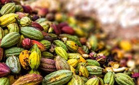 کاکائو را بهتر بشناسیم+ ویدئو

