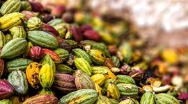 کاکائو را بهتر بشناسیم+ ویدئو

