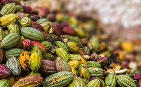 کاکائو را بهتر بشناسیم+ ویدئو

