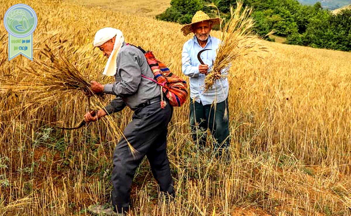گندمکاران مقروض

