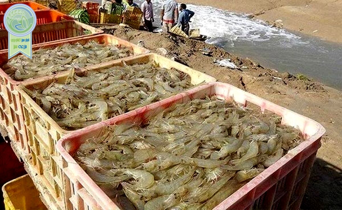 آغاز اجرای ۱۰ طرح شیلاتی در استان بوشهر

