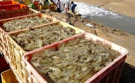 آغاز اجرای ۱۰ طرح شیلاتی در استان بوشهر

