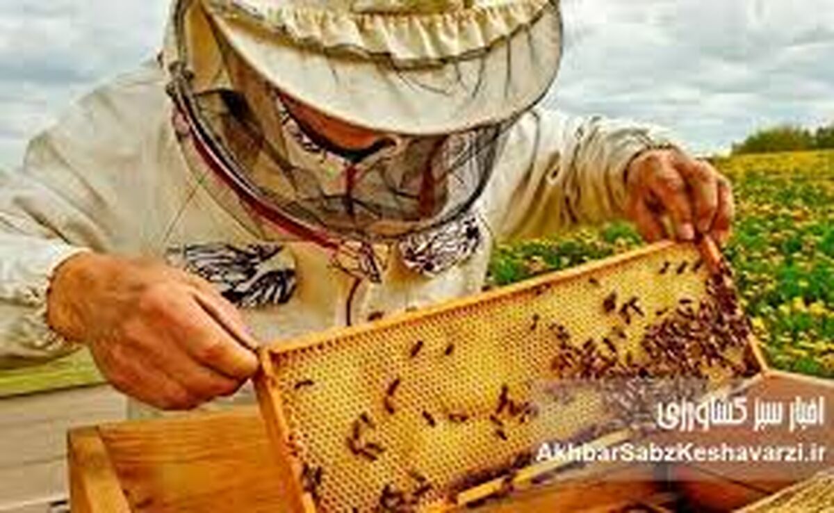 تقویم زنبورداری در اردیبهشت ۱۴۰۵؛ راهنمای گام‌به‌گام پیشگیری از «بچه‌دهی» کندو