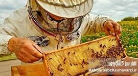 چرا تغییرات اقلیمی تولید عسل را با چالش مواجه کرده است؟