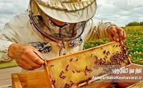 تقویم زنبورداری در اردیبهشت ۱۴۰۵؛ راهنمای گام‌به‌گام پیشگیری از «بچه‌دهی» کندو