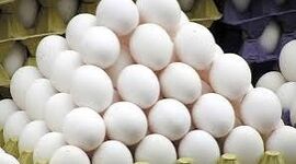 نرخ هر شانه تخم‌مرغ در بازار ۶۰۰ تا ۷۰۰ هزار تومان شد
