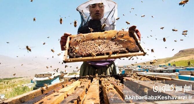 روز ملی عسل؛ فرصتی برای گفتگو با زنبورداران

