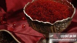 زعفران؛ محصولی ارزشمند با شناسنامه ایرانی
